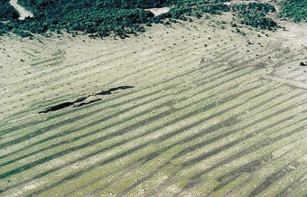 Camellones préhistoriques en lignes, Lianos de Mojos, Amazonie bolivienne - © P. Gondard